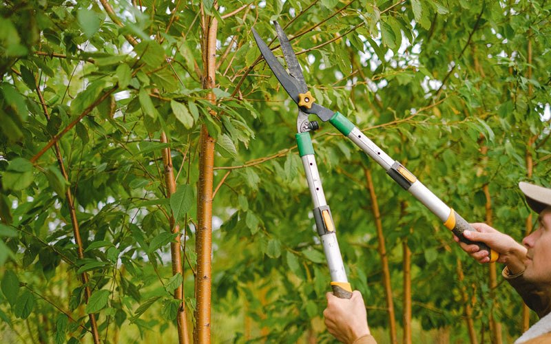 Tree trimming in Bellwood, NE